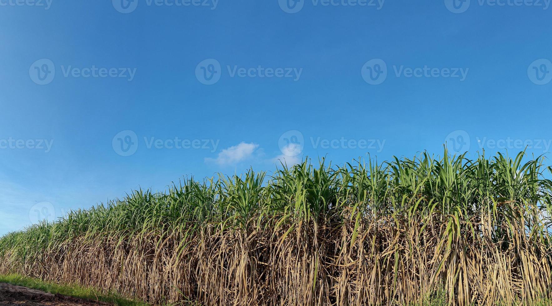 Sugarcane fields and sky photo