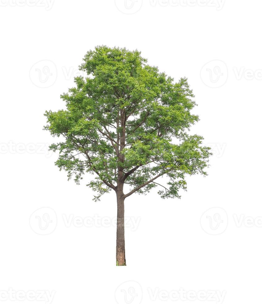 Tree that are isolated on a white background are suitable for both printing and web pages photo