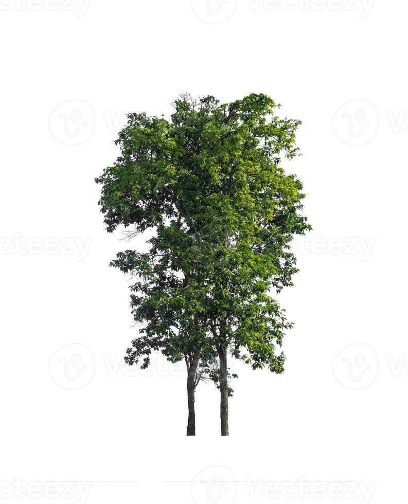 Trees that are isolated on a white background are suitable for both printing and web pages photo