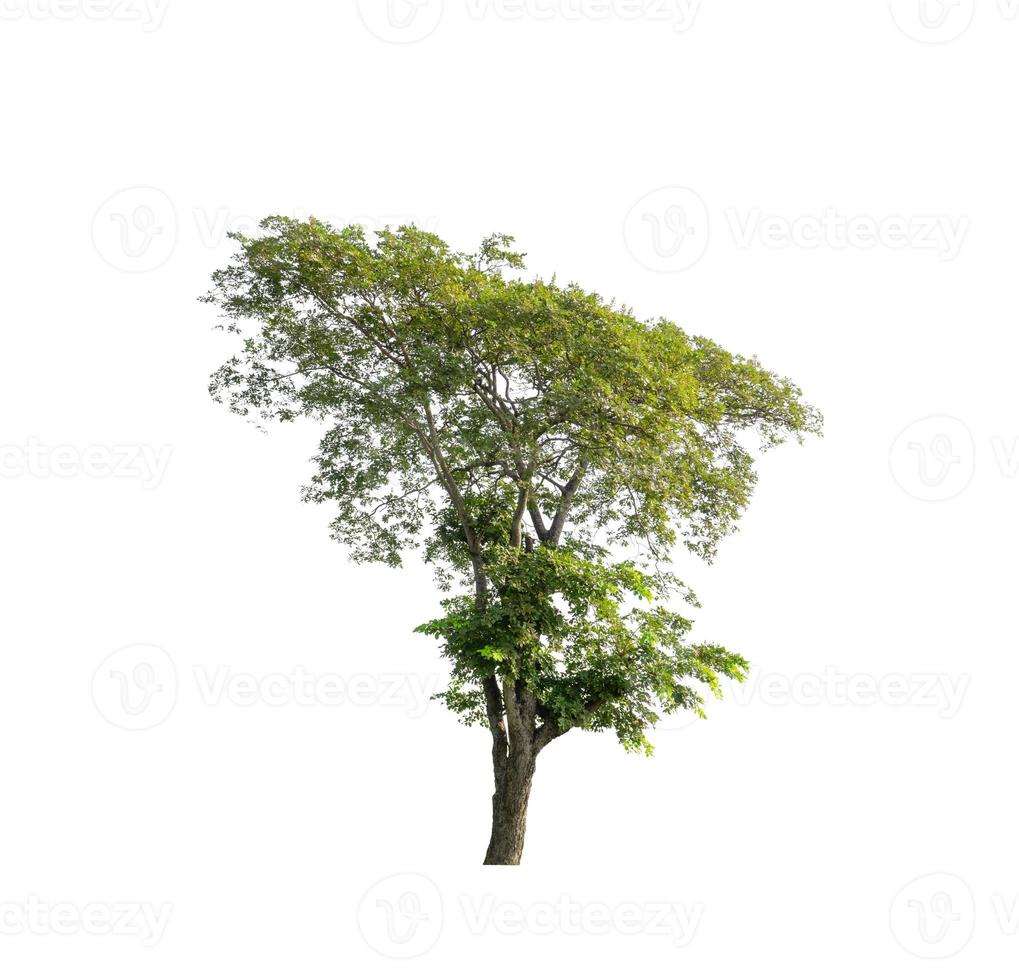 tree isolated on white background with clipping path and alpha channel photo