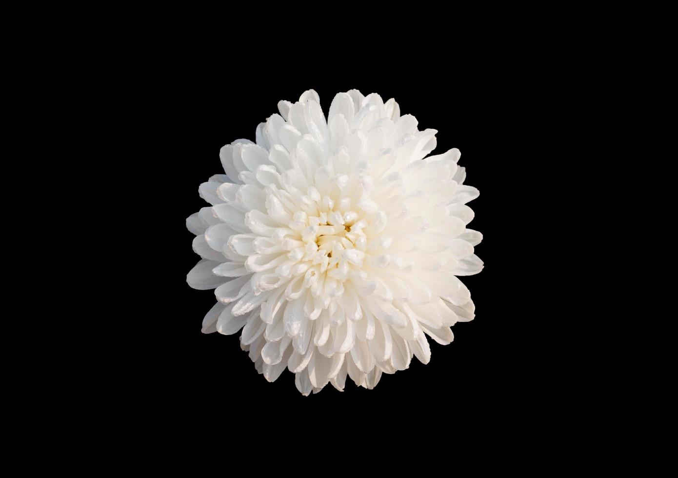 isolated white chrysanthemum flower photo