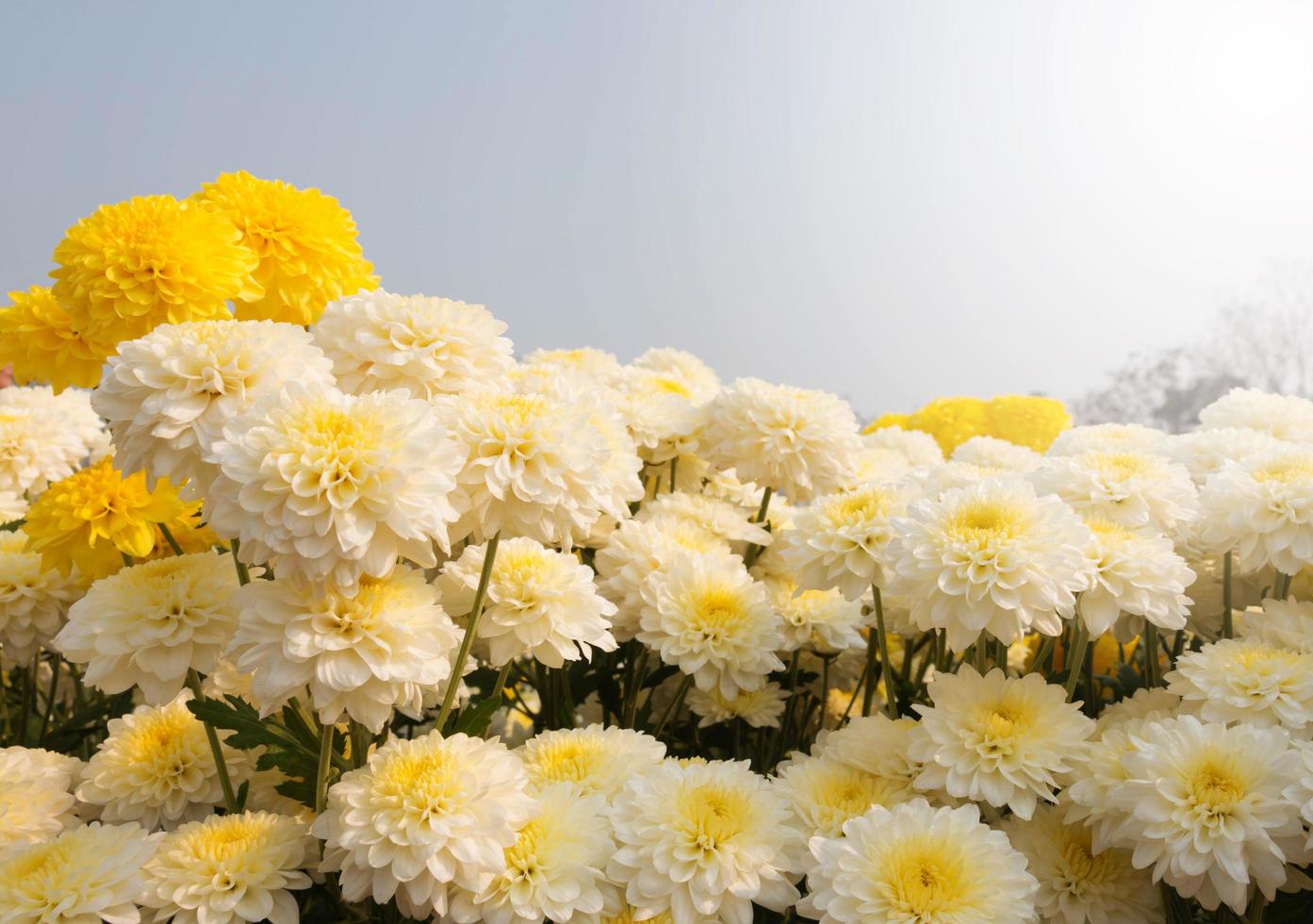 chrysanthemum flowers in garden photo