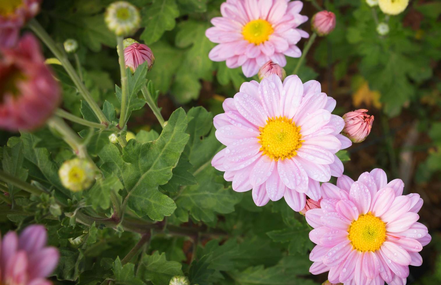 pink chrysanthemum flowers in garden photo