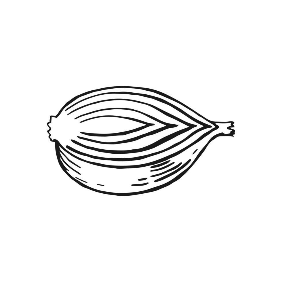 contorno de rodaja de cebolla. ilustración vectorial dibujada a mano. producto del mercado agrícola, vegetal aislado. vector