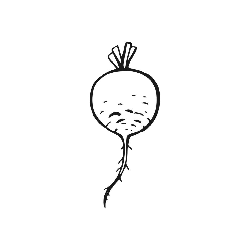 Radish outline. Hand drawn vector illustration. Farm market product, isolated vegetable.