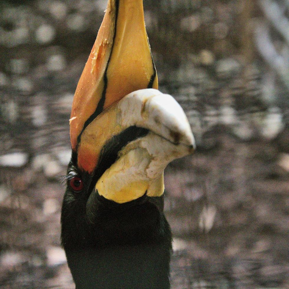 A view of a Bird photo