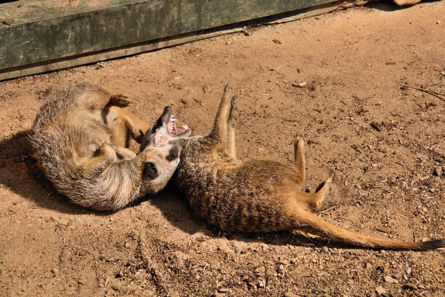 A view of a Meerkat photo