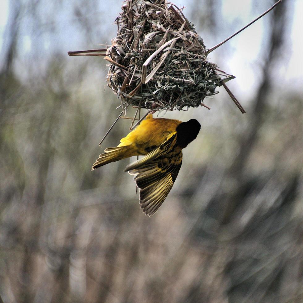 A view of a Village Weaver bird photo