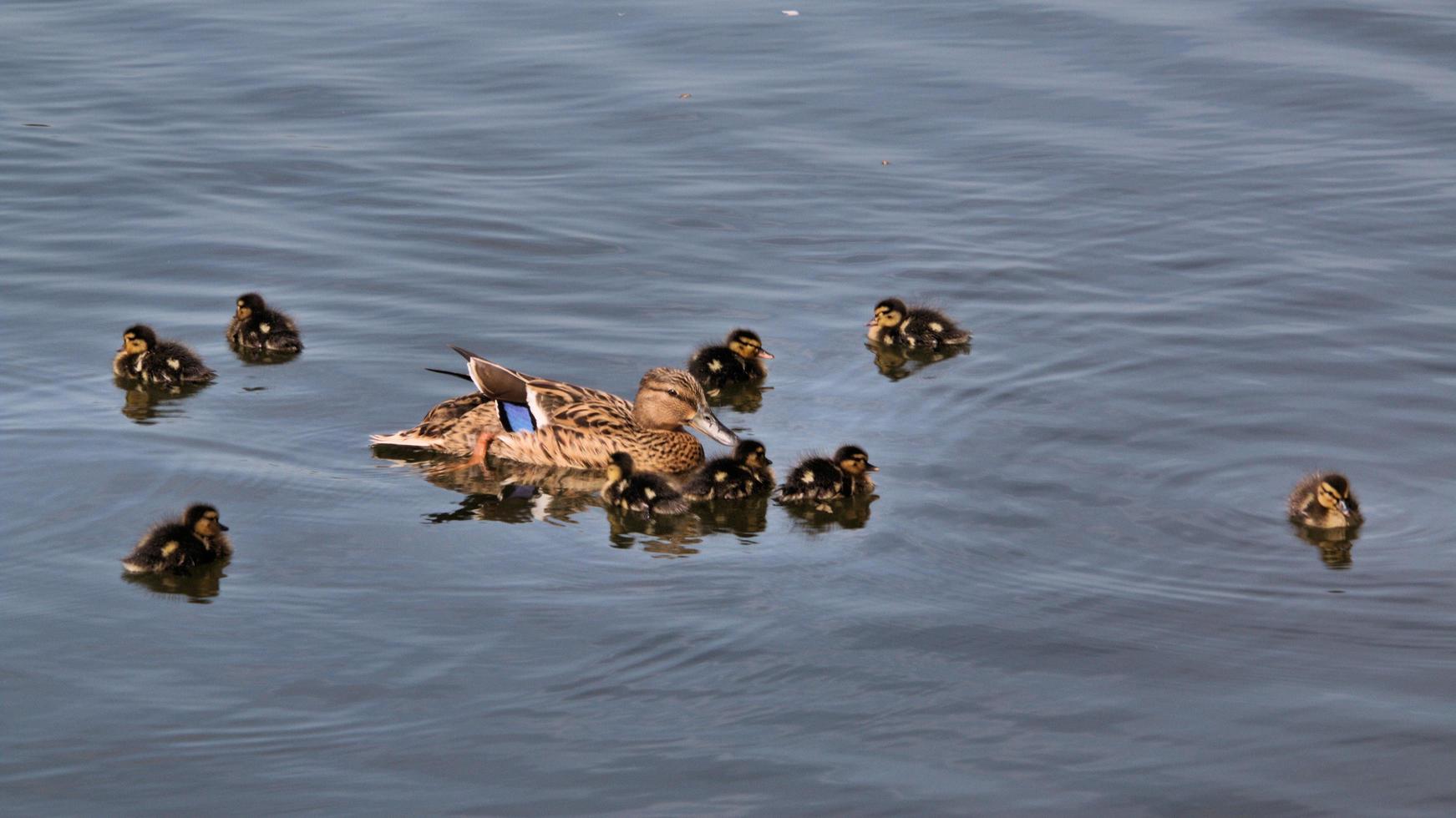 A view of a Mallard photo