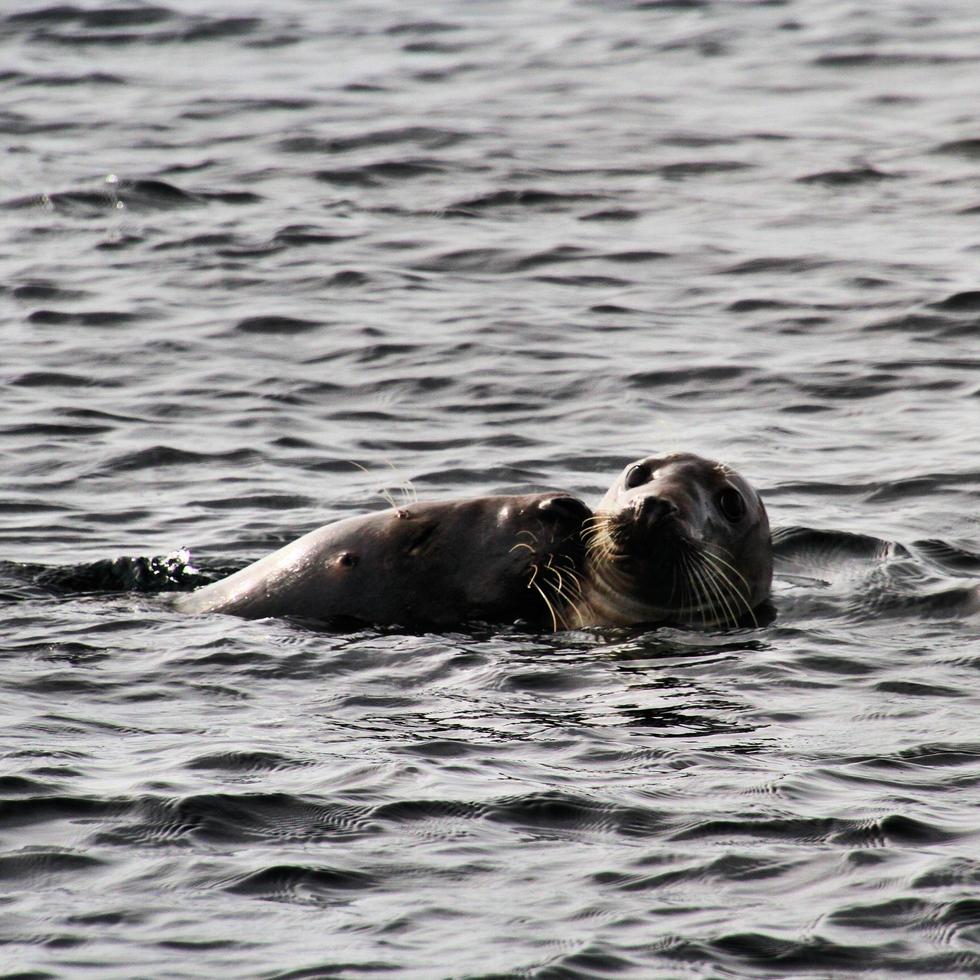 A view of a Seal off the coast of the Isle of Man photo