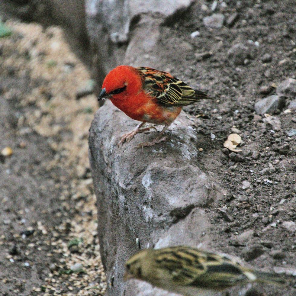 A view of a Bird photo