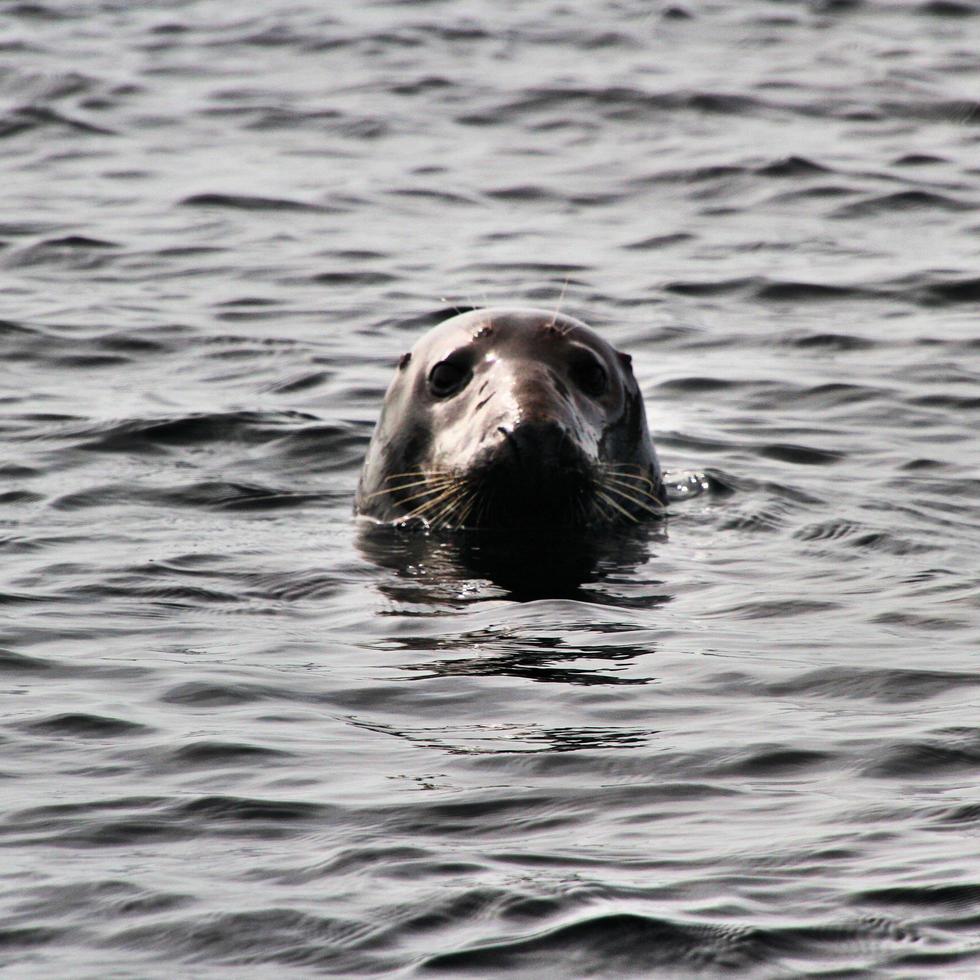 una vista de una foca frente a la costa de la isla de man foto