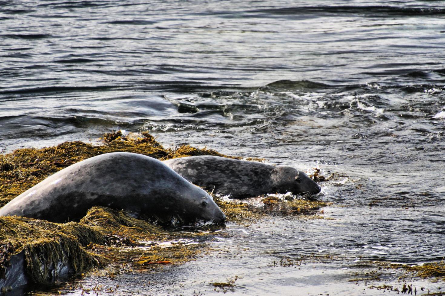 A view of a Seal off the coast of the Isle of Man photo