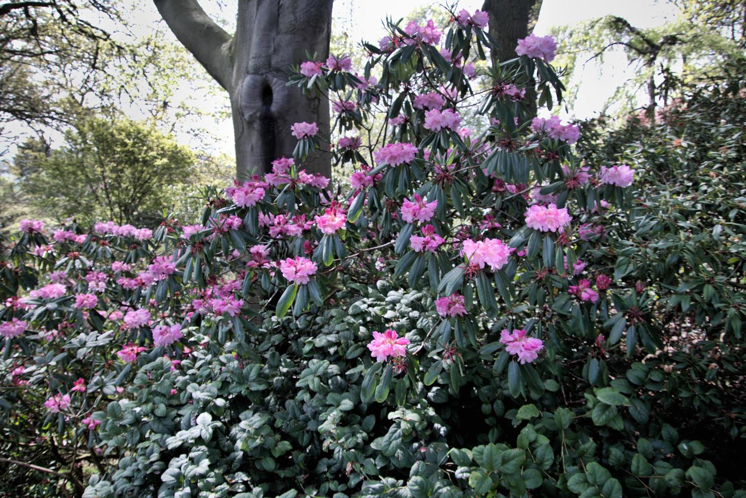 A view of some Flowers photo