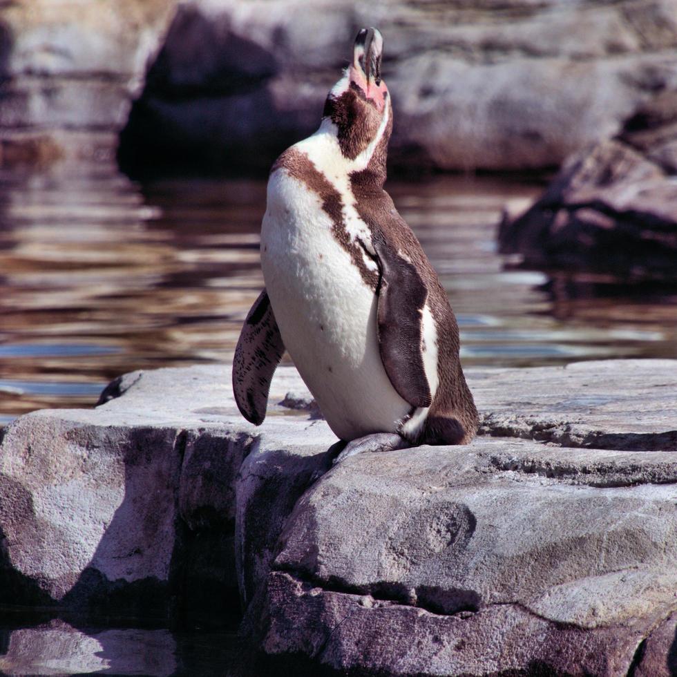 A view of a Penguin photo