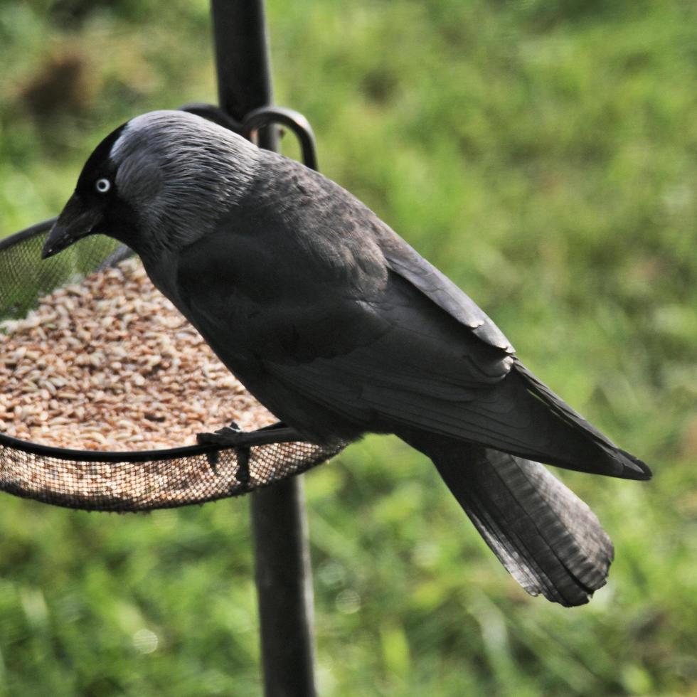 A view of a Jackdaw photo