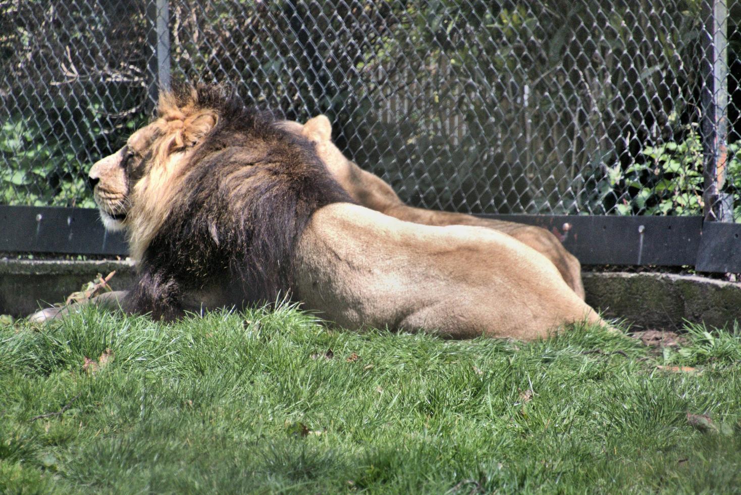 A view of a Lion photo