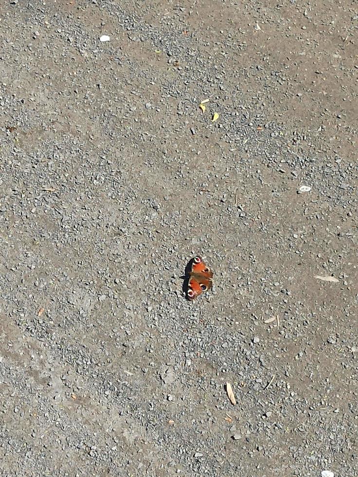 butterfly sitting on an asphalt road leading into the distance photo