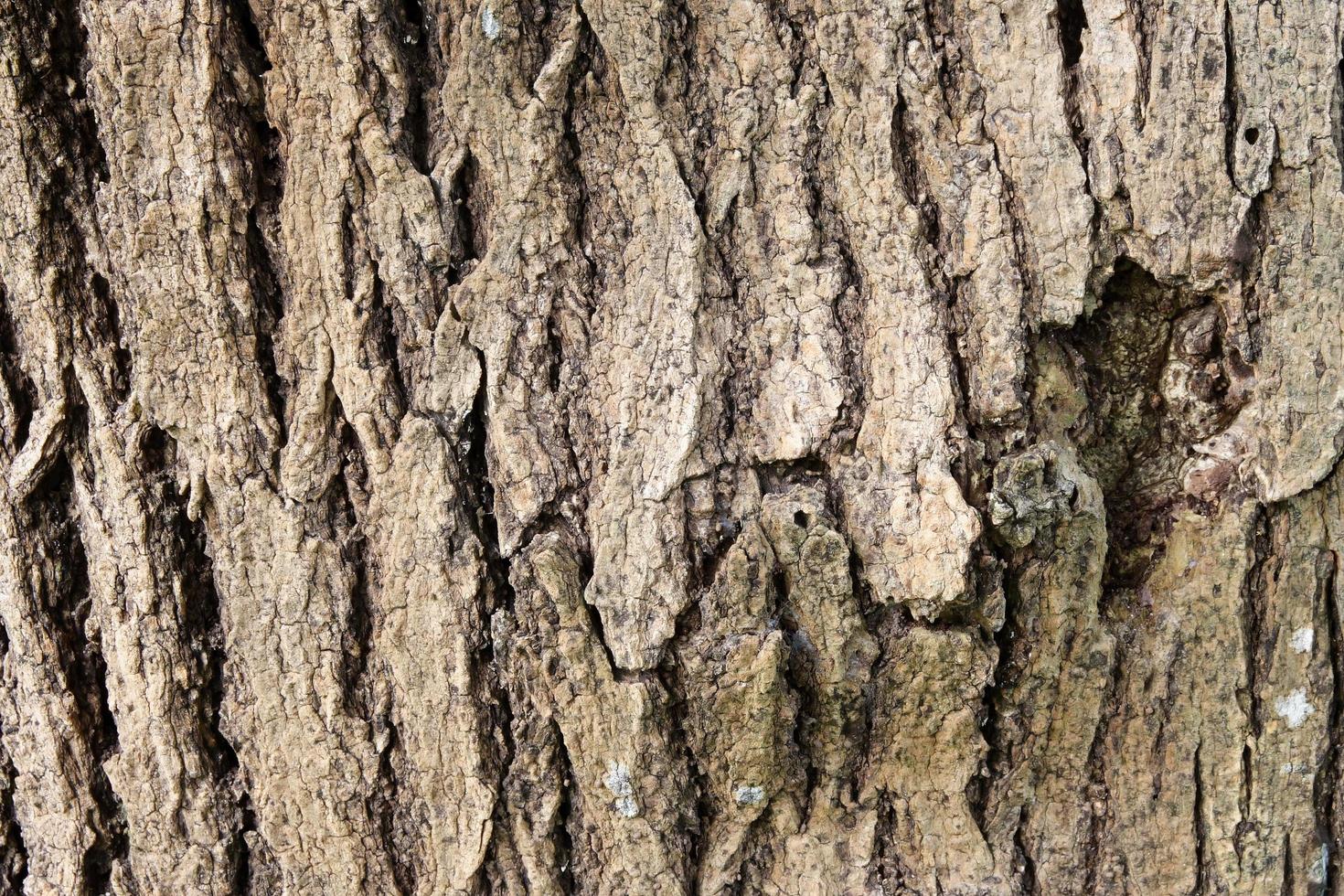 Bark of trees photo