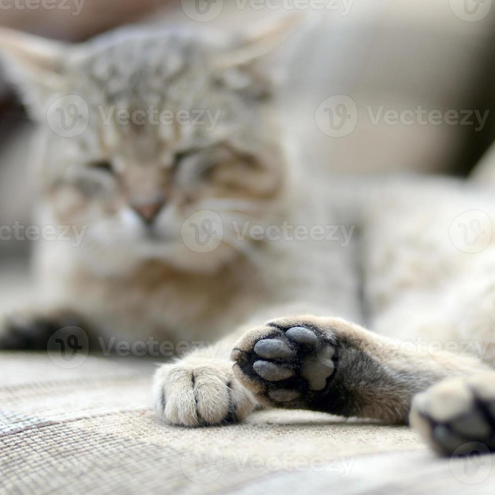 Sad tabby cat lying on a soft sofa outdoors and resting with paw in focus photo