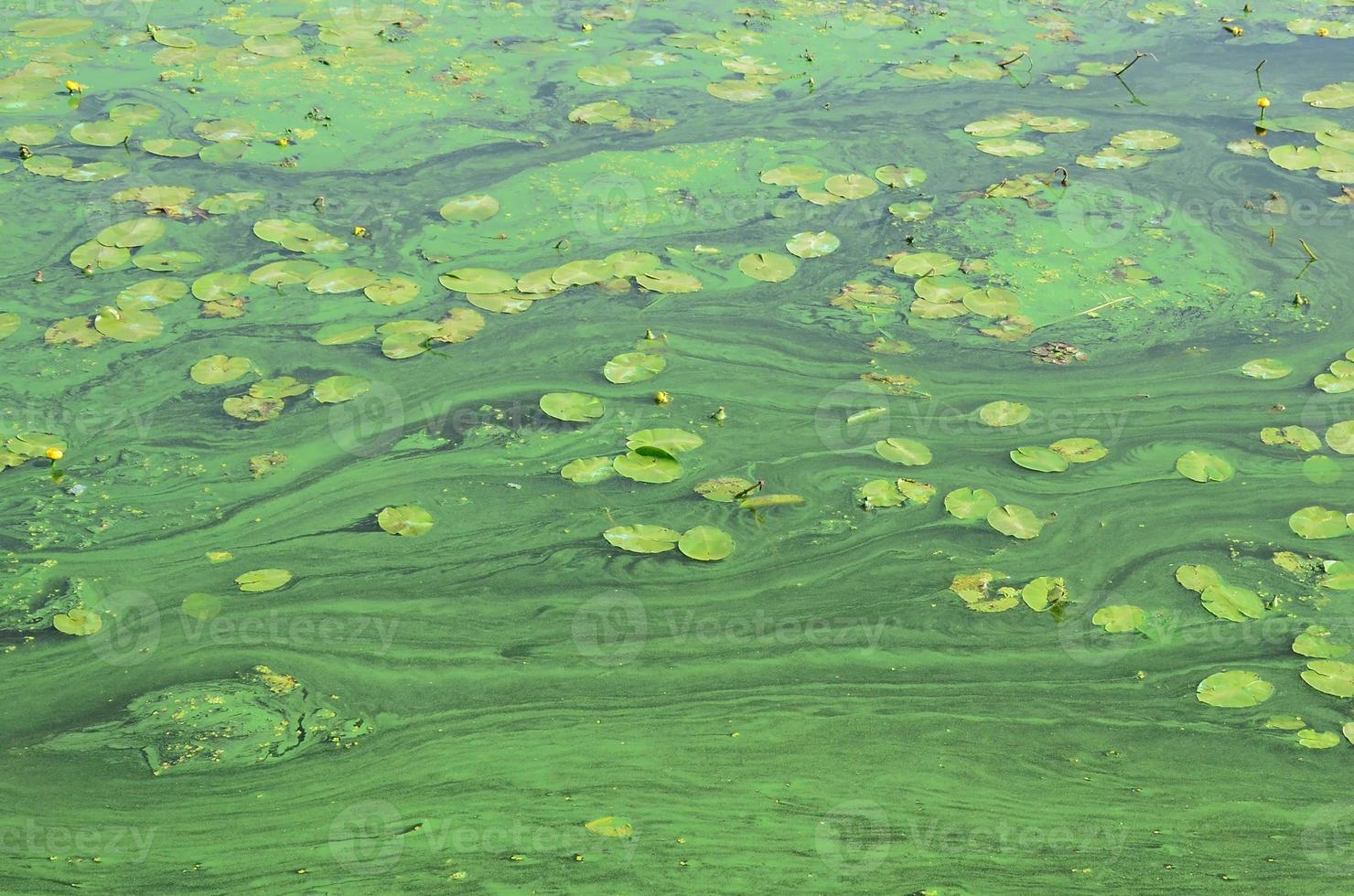 The surface of an old swamp covered with duckweed and lily leaves photo