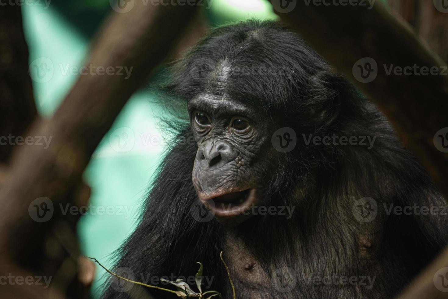 Close-up portrait of a chimpanzee with a funny face photo