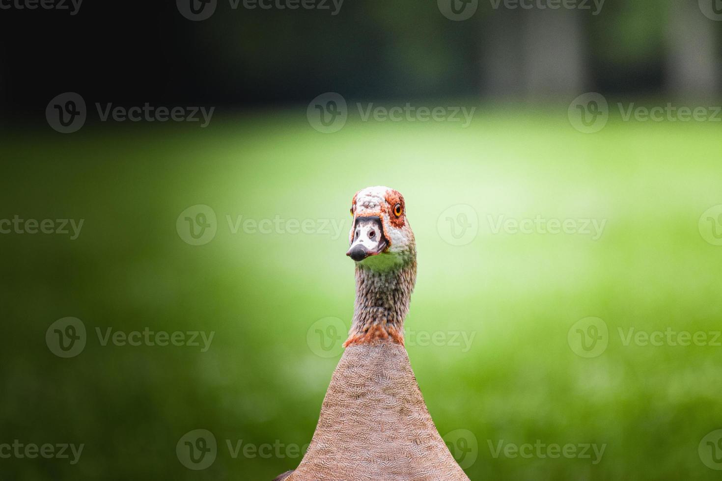 Portrait of Egyptian goose Alopochen aegyptiacus, goose is staring at the camera photo