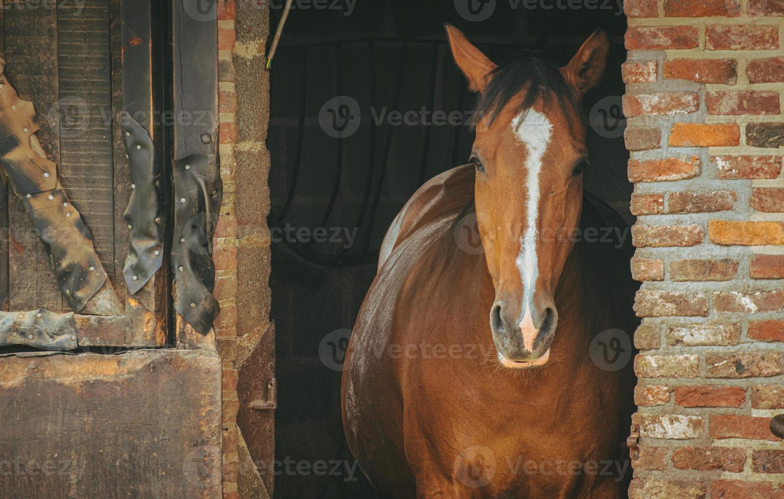 retrato de un hermoso caballo marrón mirando desde el establo de ladrillos foto