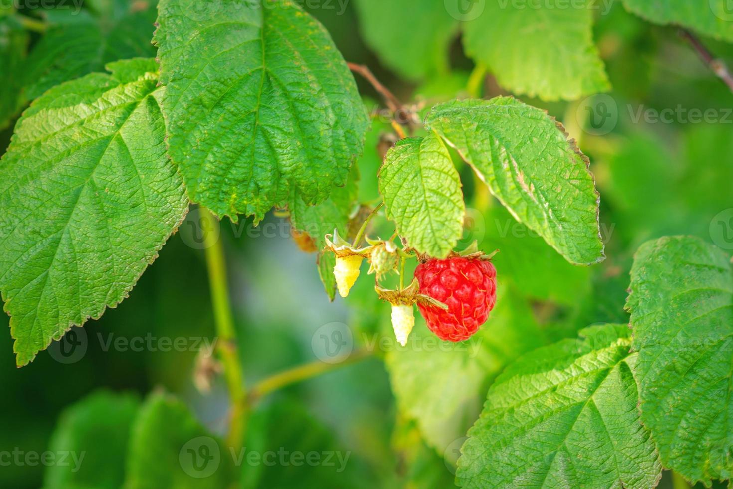 Raspberry hangs on a branch. photo