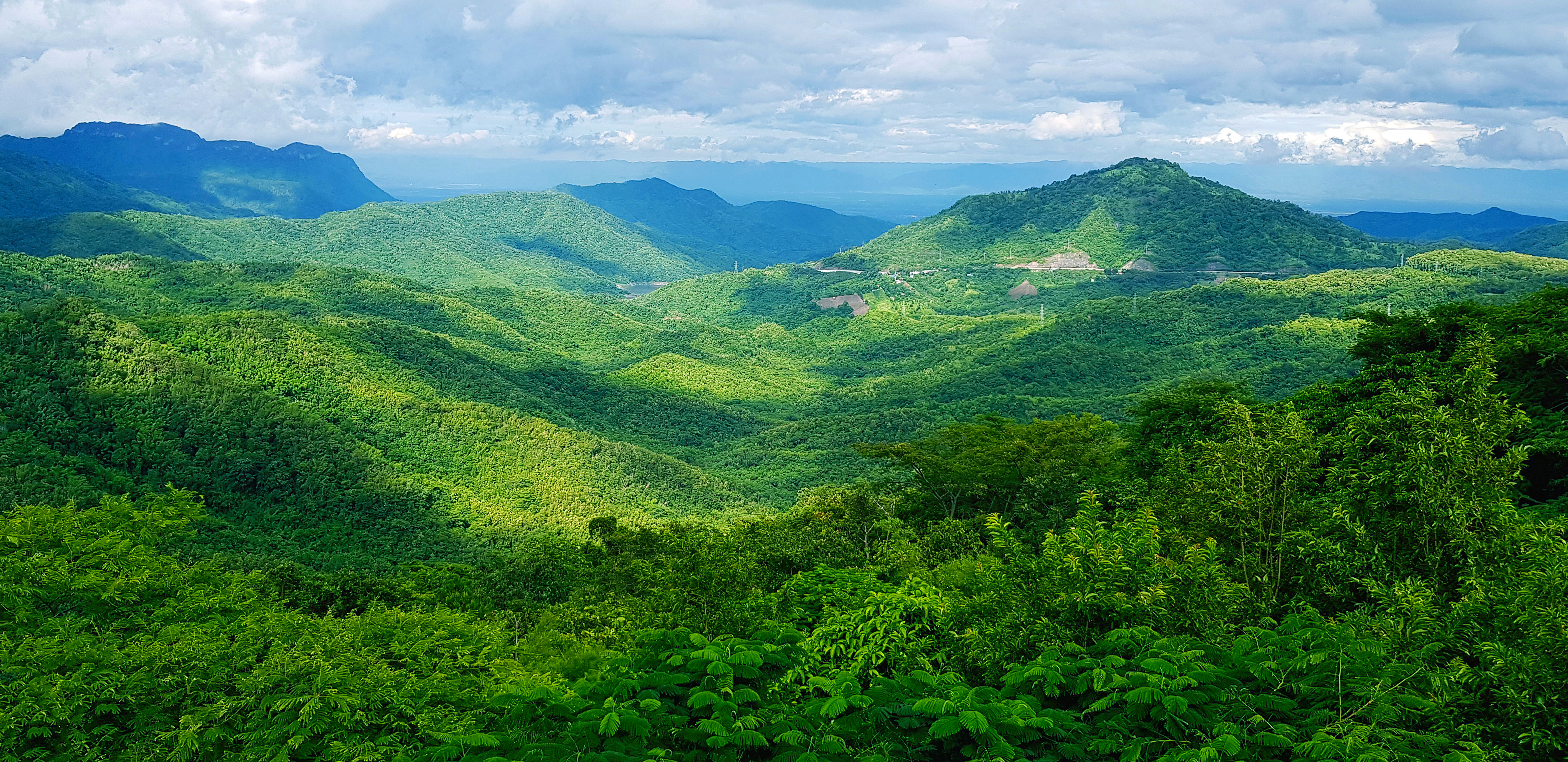 Wallpaper jungle forest trees green dark 5K Nature 23776