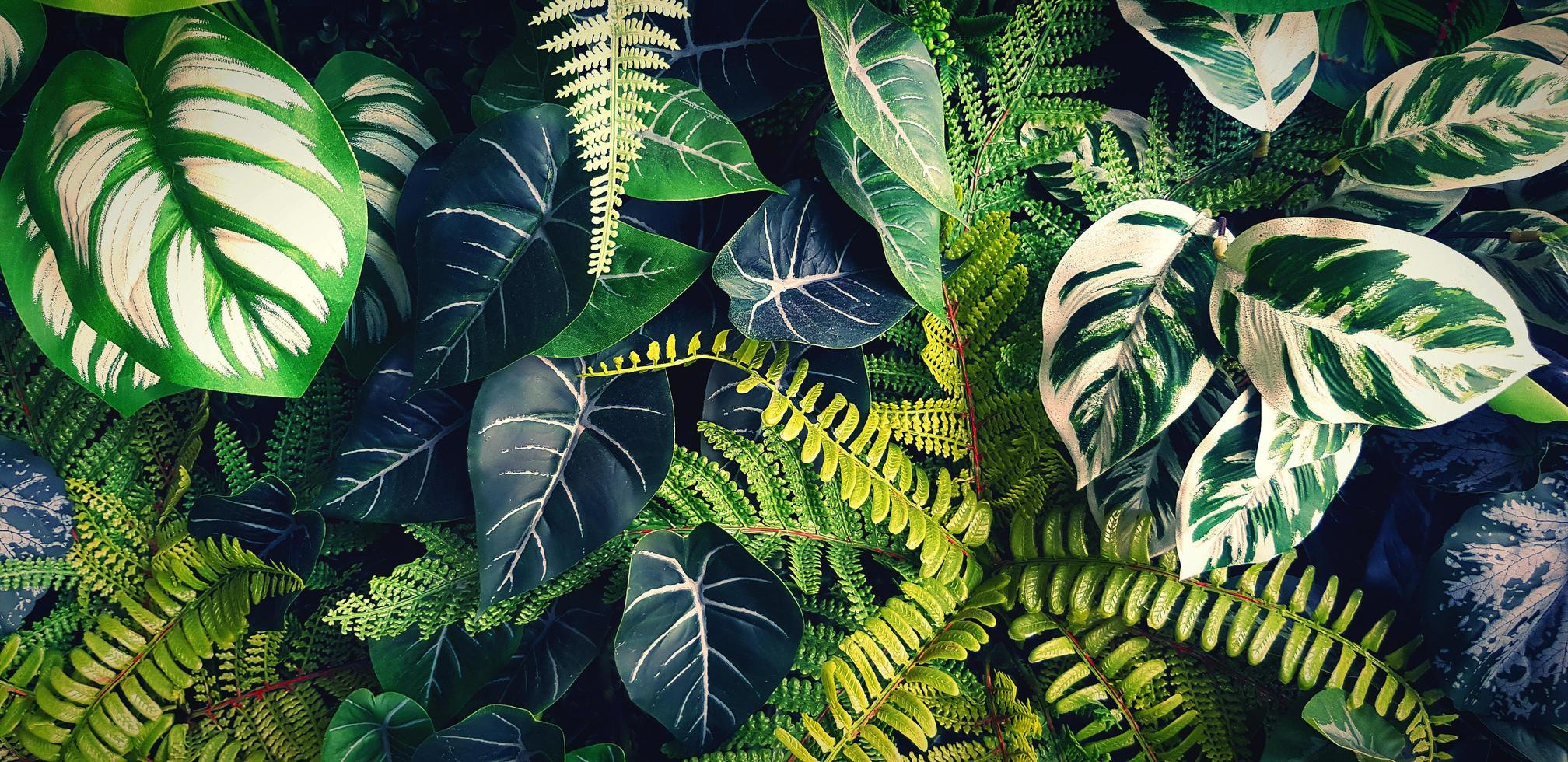 Fern and green leaves background. Plant growth or nature wallpaper. Ornamental tree for decoration in vintage or blue tone. Beautiful natural concept photo
