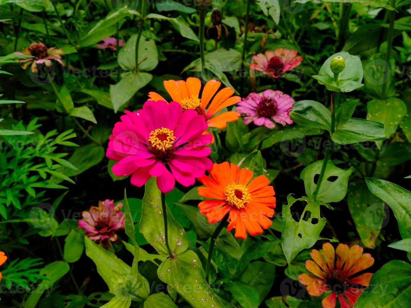 zinnia flowers blooming in the garden photo