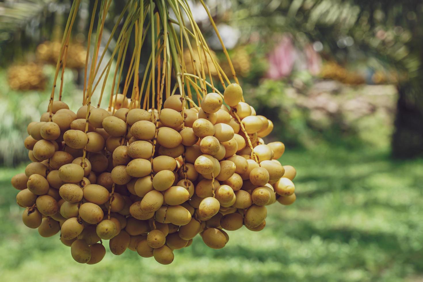 manojo de dátiles amarillos en la palmera datilera. foto