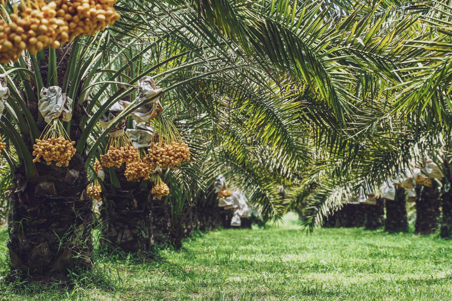 Bunch of yellow dates on date palm. photo