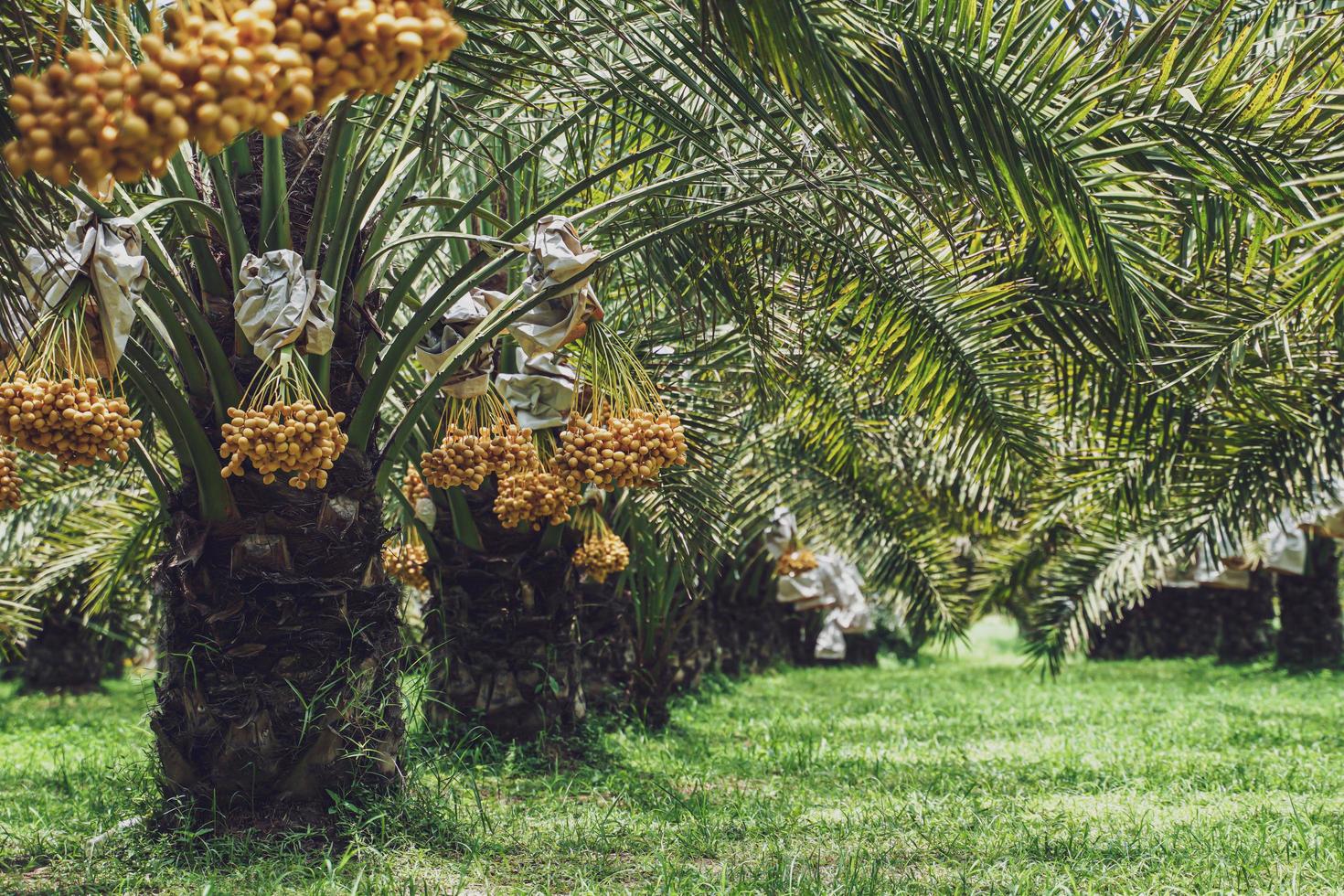 manojo de dátiles amarillos en la palmera datilera. foto