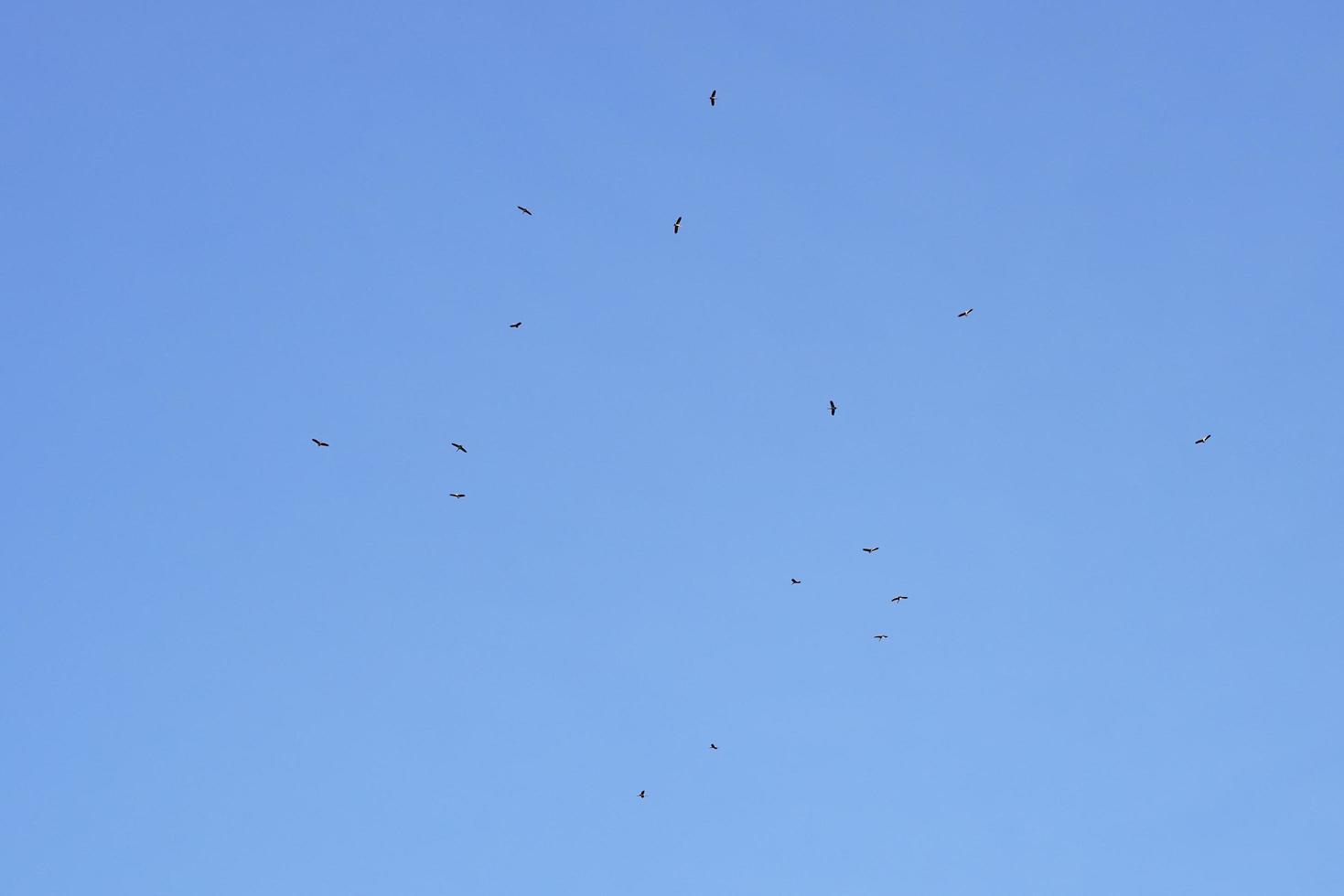 A flock of egrets flew away from the shoals in the clear blue sunset sky on a winter day. photo