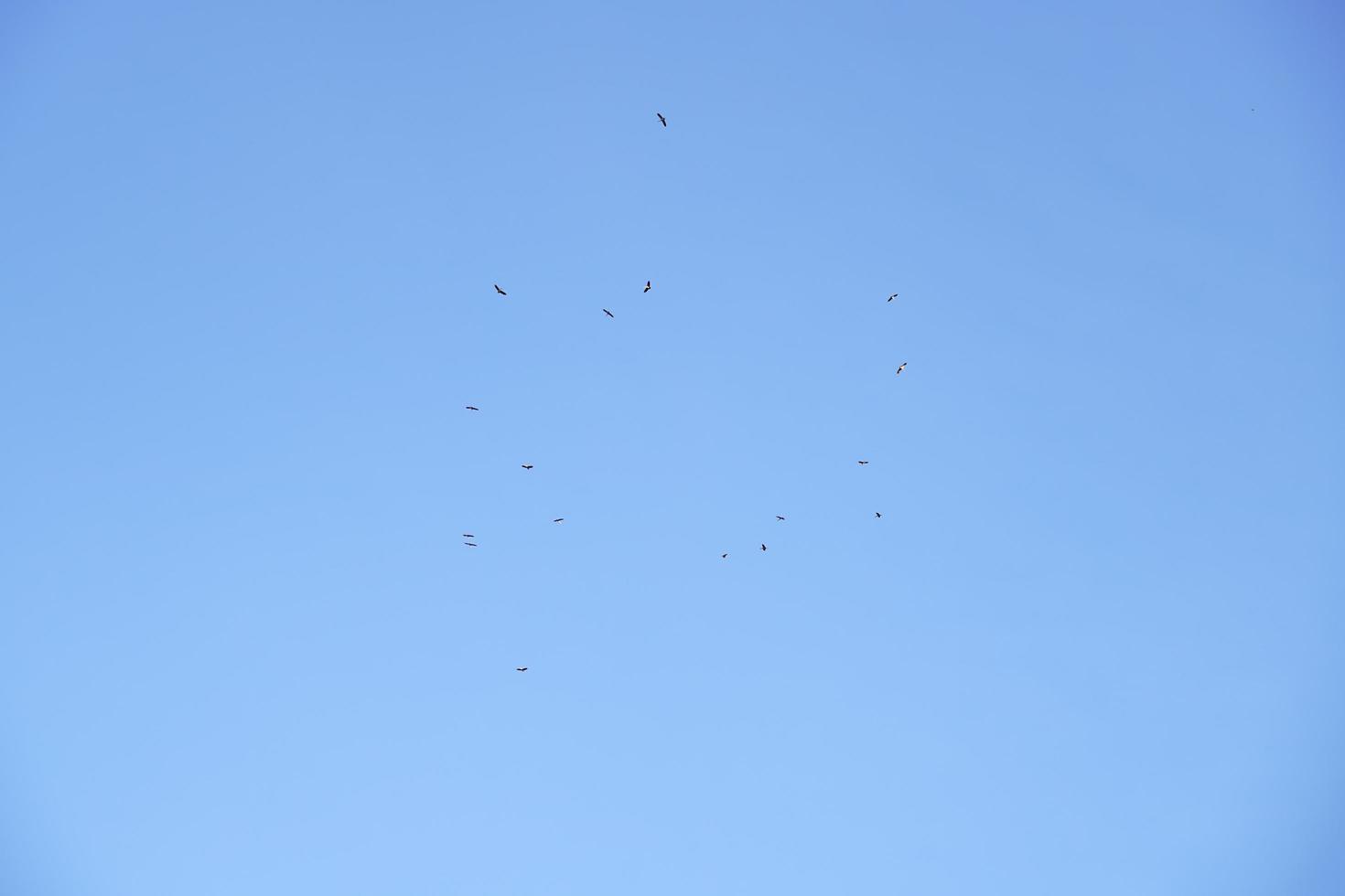 A flock of egrets flew away from the shoals in the clear blue sunset sky on a winter day. photo