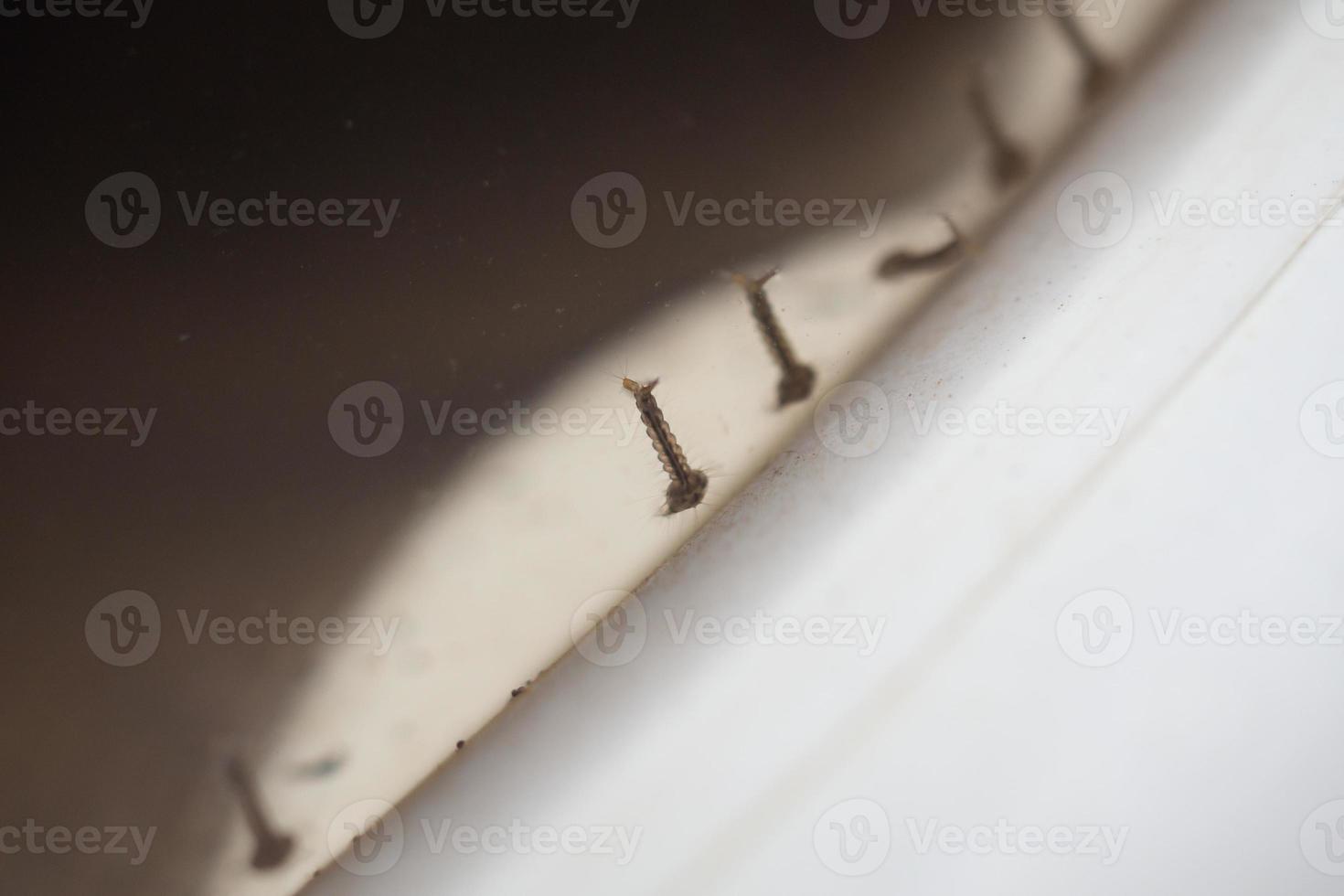 Mosquito larvae in stagnant water close up photo