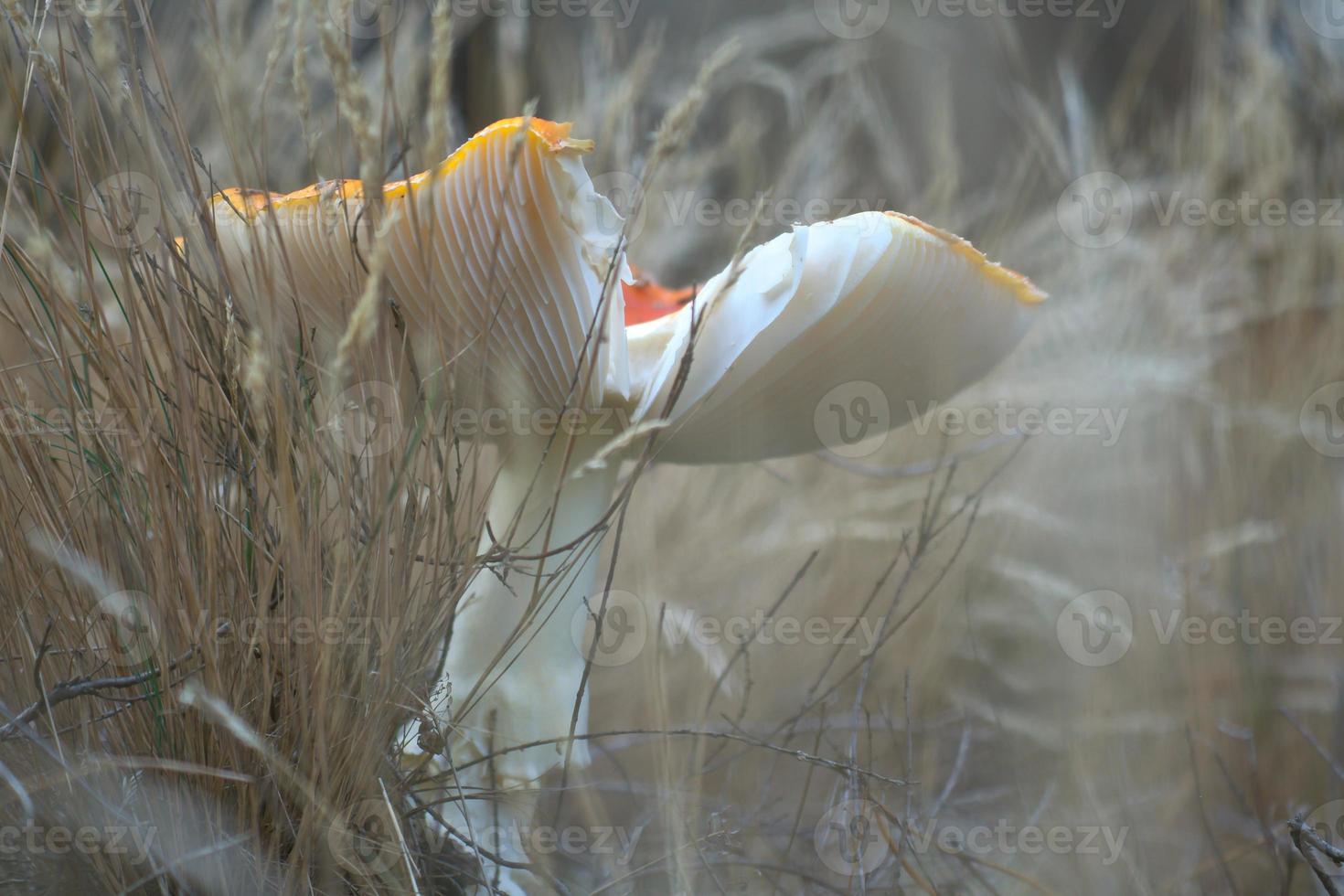 Toadstool, blurry and dreamy, in the grass in the forest. Poisonous mushroom. photo