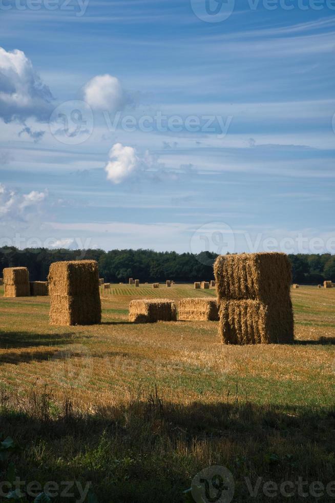 fardos de paja en un campo de trigo cosechado. suministro de alimentos. agricultura para alimentar a la humanidad foto