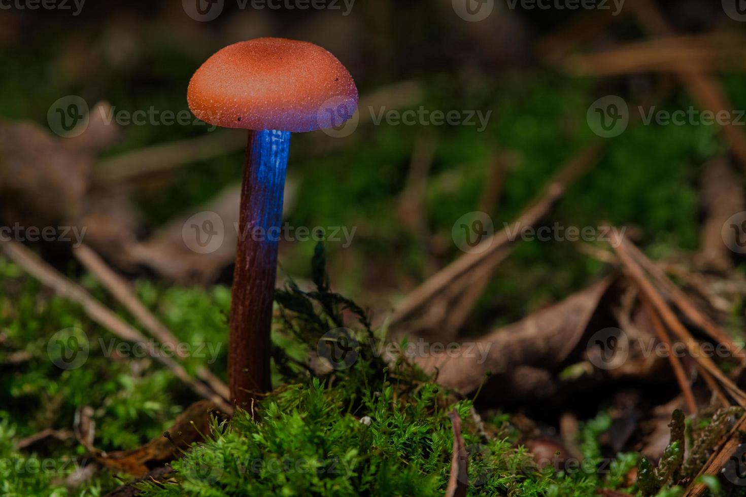 Orange filigree mushrooms in moss on forest floor. Macro view from the habitat. photo
