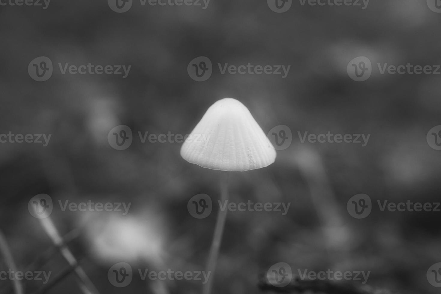 un pequeño hongo de filigrana, tomado en blanco y negro, con una luz tenue. foto