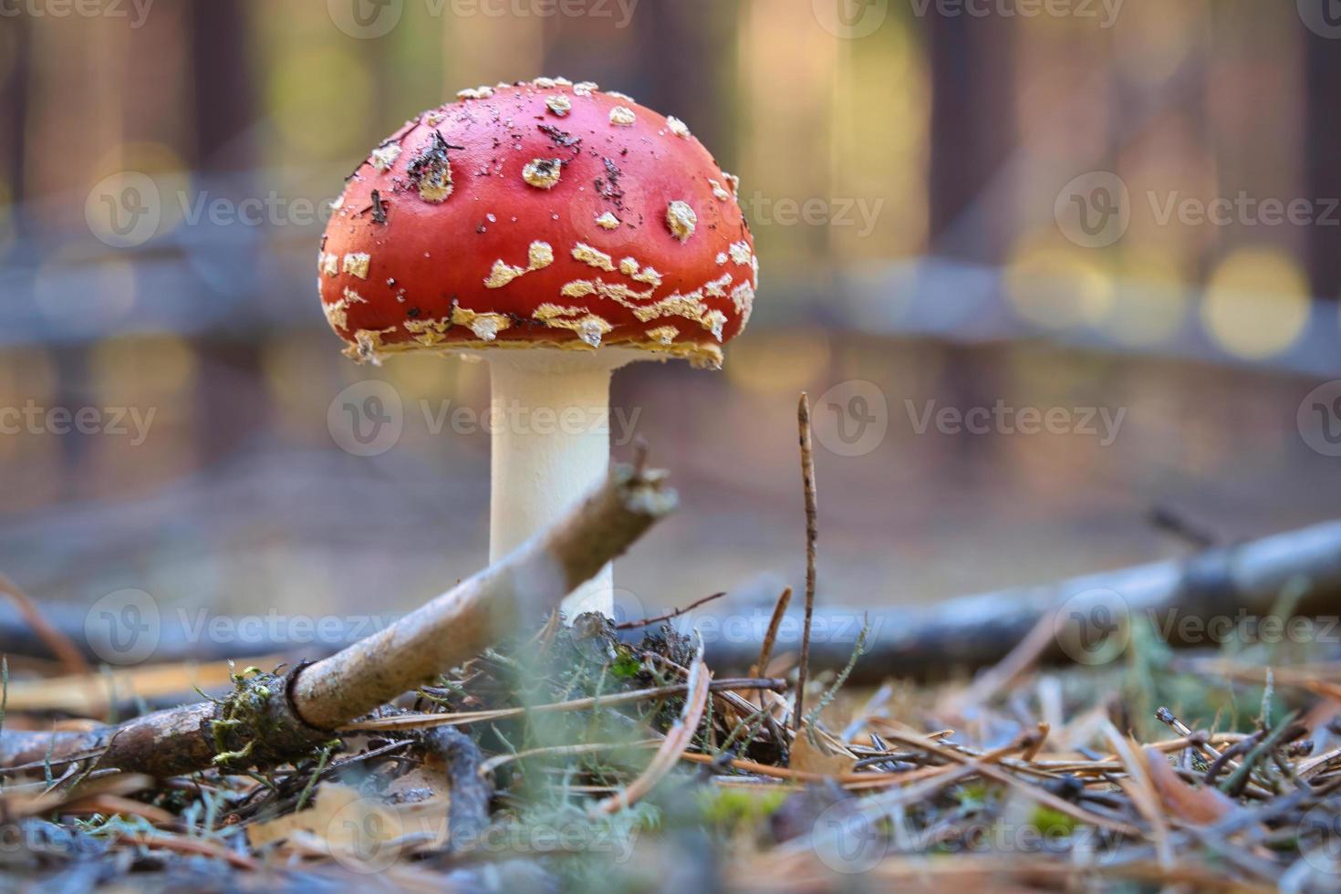 Toadstool at the bottom of a coniferous forest in the woods. Poisonous mushroom photo