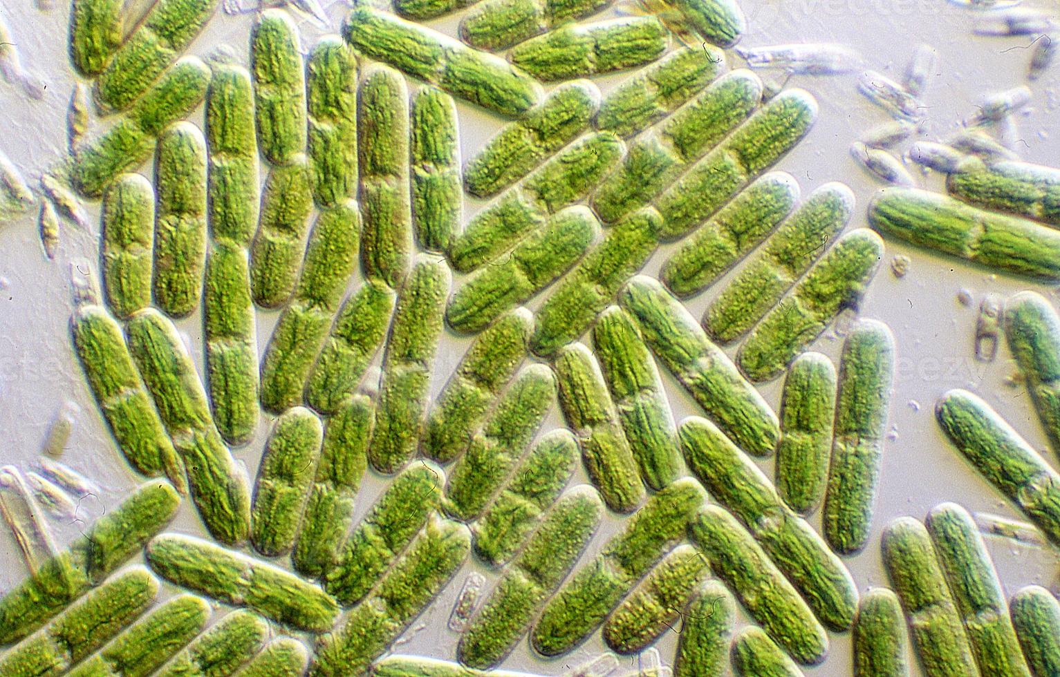 Algae carpet of green algae with chloroplasts 13285027 Stock Photo at