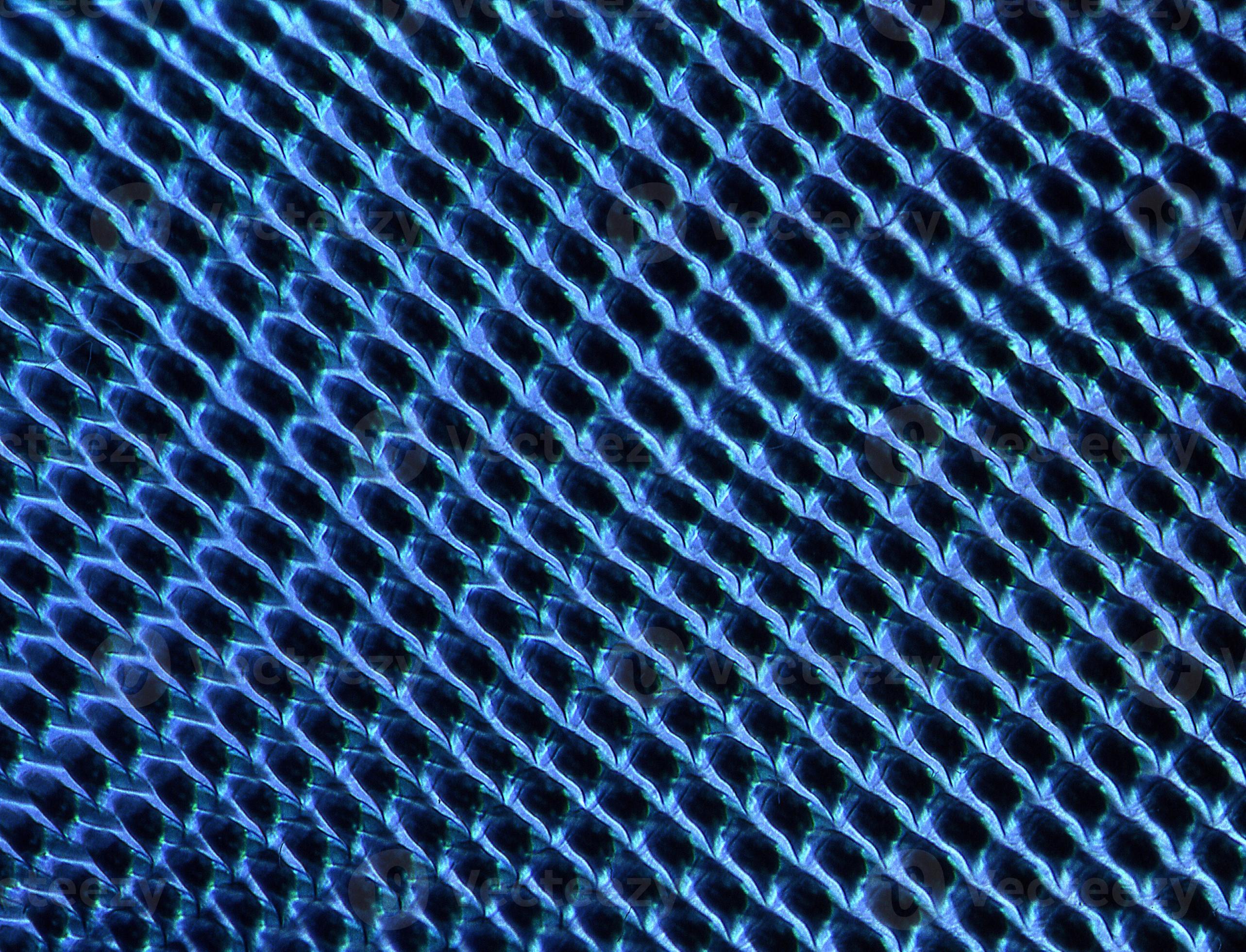 rasping snail tongue with thorns under the microscope 100x 13285034