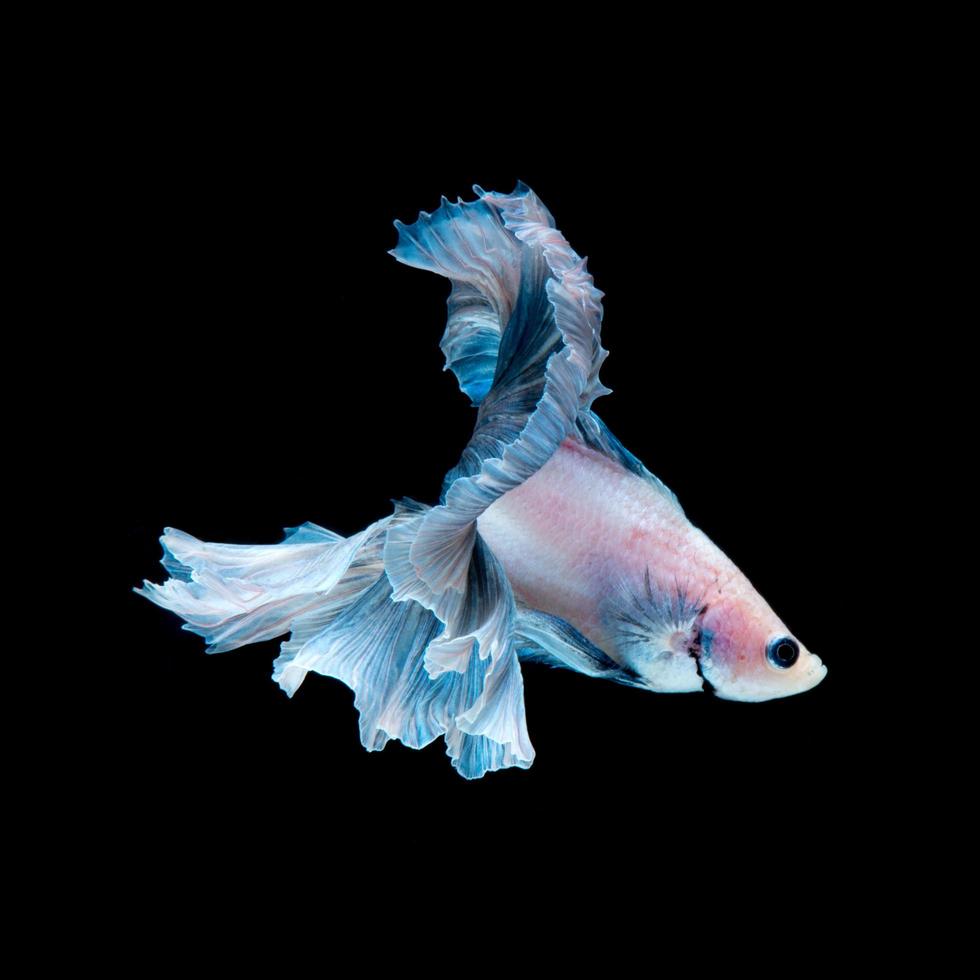 Blue betta fish isolated on black background 13285583 Stock Photo at ...