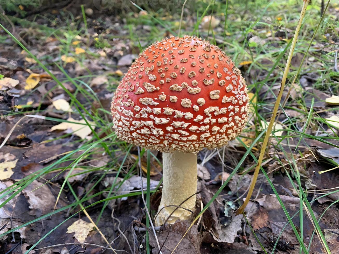 Red fly toxic agaric mushroom closeup 2 photo