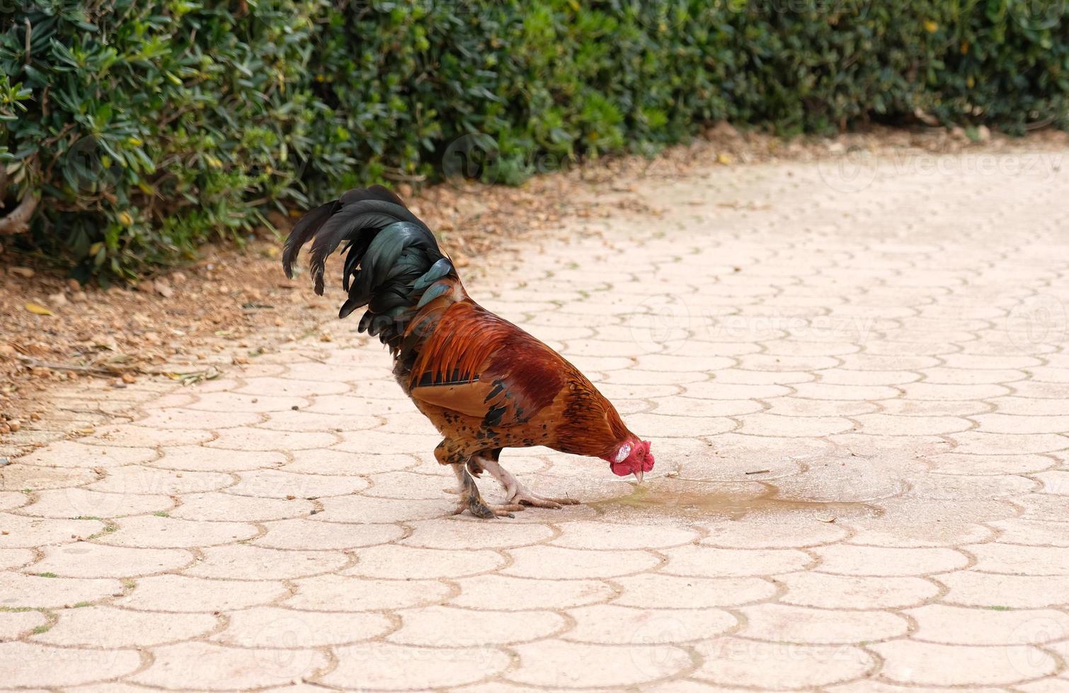 hermosos gallos coloridos de gallinas domésticas en una pequeña granja en el campo. el gallo bebe agua de un charco. foto