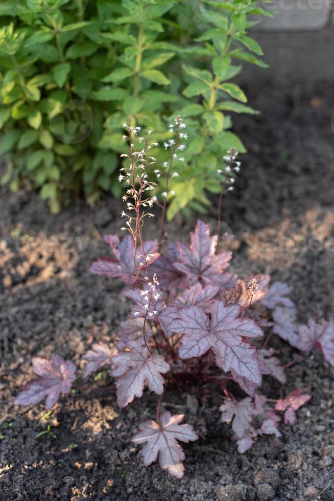 Geyhera maroon silver with beautiful openwork leaves blooms with white flowers photo