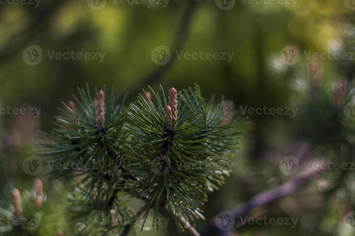 Young spruce branches. Close-up on blurred greenery with copying of space, using as a background the natural landscape, ecology, fresh wallpaper concepts. Selective focus. photo